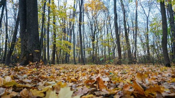 Parque árboles de otoño y caída de las hojas de otoño en el parque de la ciudad en otoño día. Paisaje de colores otoñales - árboles otoñales y hojas de otoño anaranjado en el suelo.. — Foto de Stock