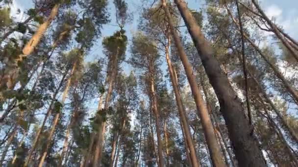 Corone di alberi alti sopra testa nella foresta contro un cielo blu. Vista ad angolo basso. Contesto di boschi. — Video Stock