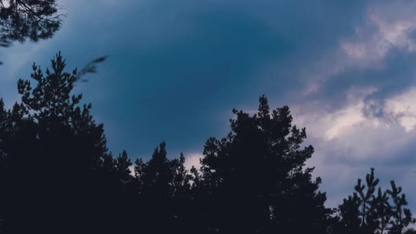 Hohe Baumkronen über dem Wald gegen den wolkenverhangenen Nachthimmel. Niedriger Blickwinkel. Hintergrund Wald. — Stockvideo