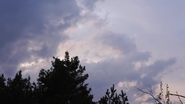 Kronor av höga träd ovanför i skogen mot natten mulen himmel. Låg vinkel vy. Skogarnas bakgrund. — Stockvideo