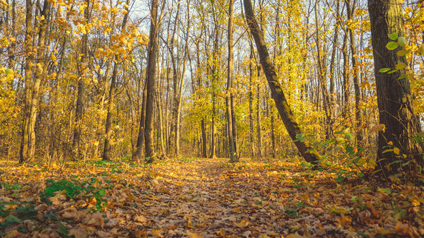 Парк осенних деревьев и опавших осенних листьев в городском парке в осенний день. Окрашенный пейзаж - осенние деревья и опавшие осенние апельсиновые листья на земле.
