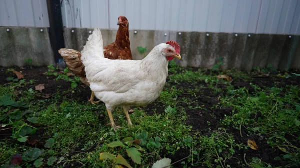 两只小鸡在农场里散步，在围场里寻找谷物或蚯蚓. — 图库照片