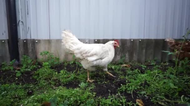 Dos pollos caminan y buscan granos o gusanos en el paddock de la granja.. — Vídeos de Stock