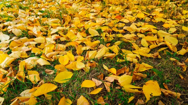 가을에는 나무에서 떨어지는 노란 낙엽 이 푸른 잔디에 있다. — 스톡 사진
