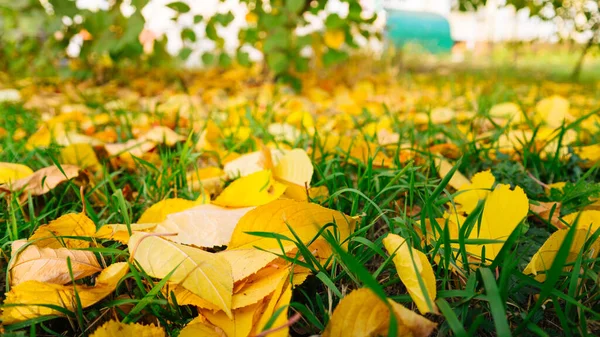 Les feuilles jaunes tombées des arbres sont dans une herbe verte en automne. — Photo