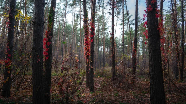 A wild grape entwines the trees in the autumn forest. Red autumn leaves of wild grapes on the trees. — Stock Photo, Image