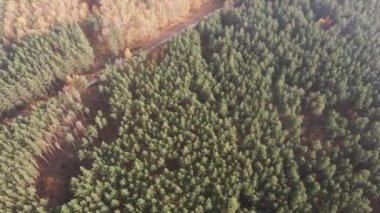 Ormanda renkli ağaçlarla çevrili bir yol..