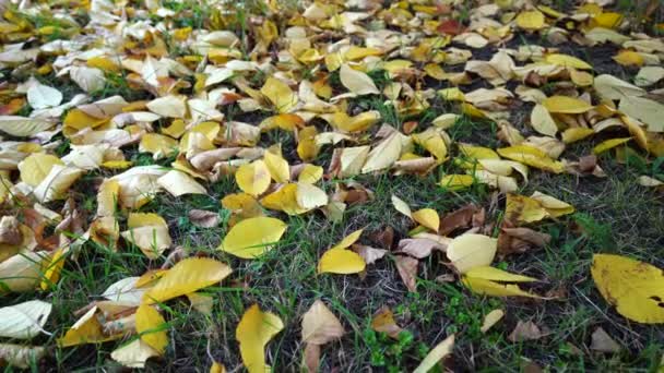 Gelbe umgestürzte Blätter von Bäumen liegen im Herbst im grünen Gras. — Stockvideo