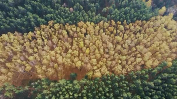 Autumn forest drone aerial shot, Overhead view of foliage trees. — Stock Video