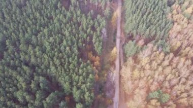 Sonbaharda ormanın havadan görünüşü. Ormanda pahalı, güz ağaçları şehir parkında gündüz..