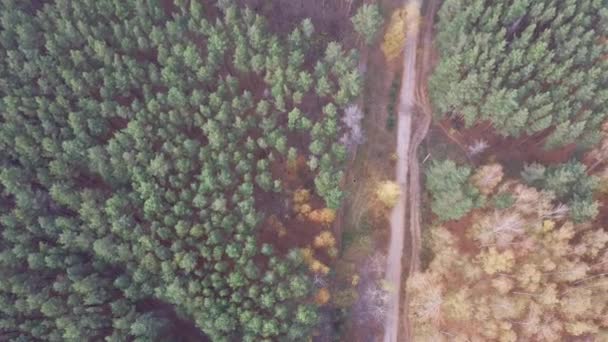 Letecká fotografie země silnice mezi Avenue stromů podzimní lesní krajiny — Stock video