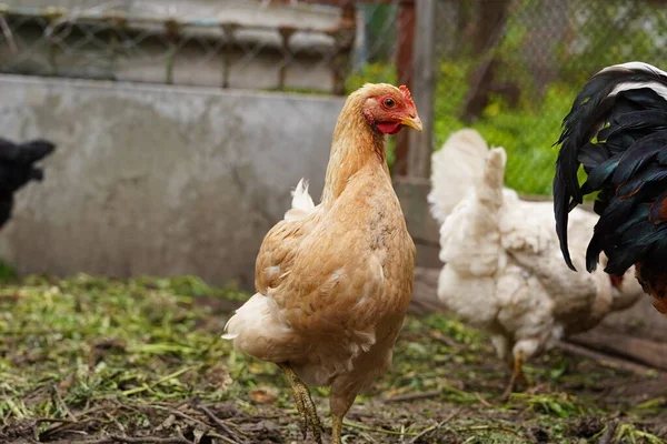 田舎の田舎の庭に立っている鶏。鶏小屋で小屋裏庭に立って鶏のクローズアップ。フリーレンジ鳥 — ストック写真