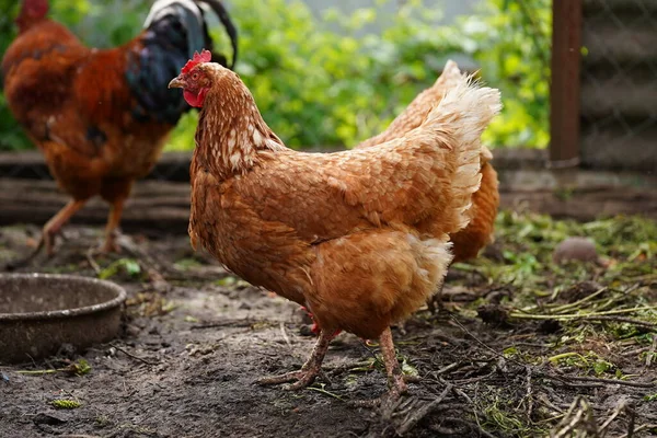 Csirke áll egy vidéki kertben a vidéken. Egy tyúkól közelről, ami egy tyúkólban áll csirkeólban. Szabadtartású madarak — Stock Fotó