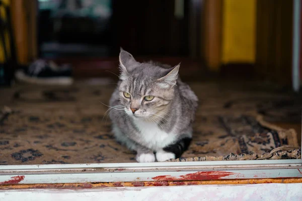 Gato doméstico sentado en el suelo en casa. primer plano de pussycat descansando en alfombra en habitación . — Foto de Stock