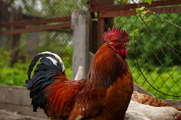 Close up of adult rooster in paddock. Portrait of stately cock outdoor. — Stock Photo, Image