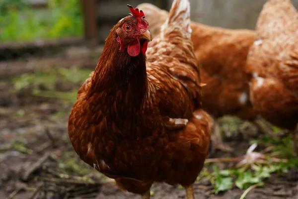 田舎の田舎の庭に立っている鶏。鶏小屋で小屋裏庭に立って鶏のクローズアップ。フリーレンジ鳥 — ストック写真
