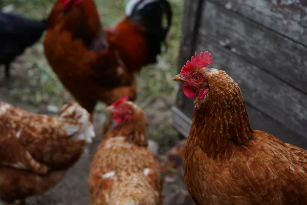 パドックで赤い鶏の散歩。農場のパドックを歩いている間に穀物を探している普通の赤い鶏と鶏 — ストック写真