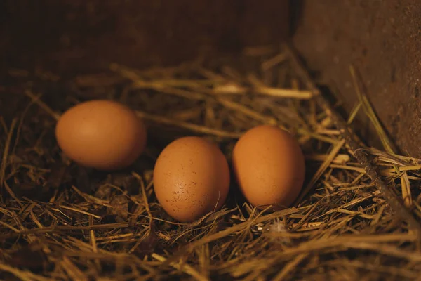 Zblízka domácí kuřecí vejce na zemi v kurníku. — Stock fotografie