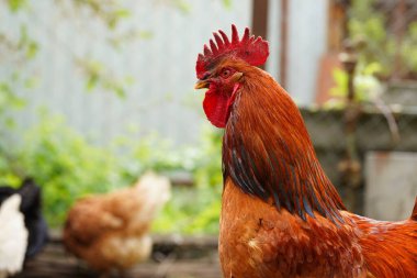 Yetişkin horoz otlakta. Dışarıdaki görkemli aletin portresi.