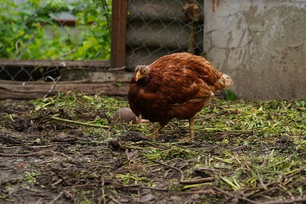 小鸡站在农村的一个花园上 一只小鸡站在一个有鸡舍的后院小屋附近 — 图库照片