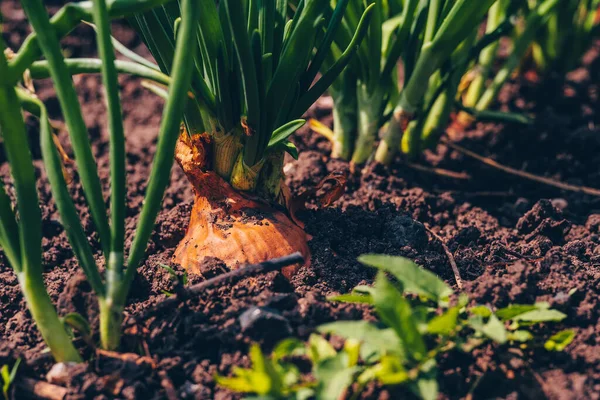 Primer Plano Cultivo Cebolla Jardín Cebolla Flor Suelo —  Fotos de Stock