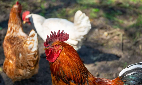 パドックで鶏と大人の鶏のクローズアップ — ストック写真