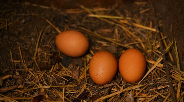 Yerdeki ev yapımı tavuk yumurtalarını yakın.