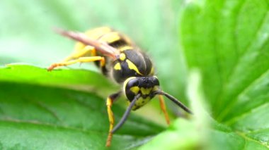 Eşek arısı yeşil yaprakların üzerinde oturuyor. Tehlikeli sarı ve siyah çizgili sıradan eşekarısı yaprakların üzerinde oturur..