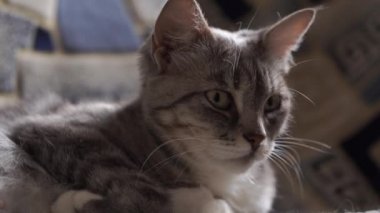 Kanepede yatan evcil kedi portresi. Kanepede dinlenen kediciği kapat..
