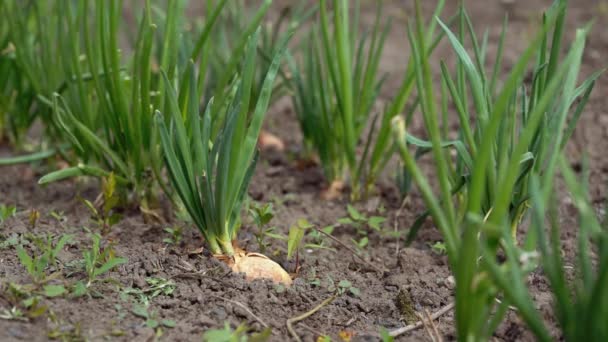 정원에서 양파를 키우는 마무리하 십시오 양파를 땅에서 피어나게 원문을 공간의 — 비디오