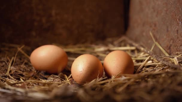 Крупним Планом Домашні Курячі Яйця Землі — стокове відео