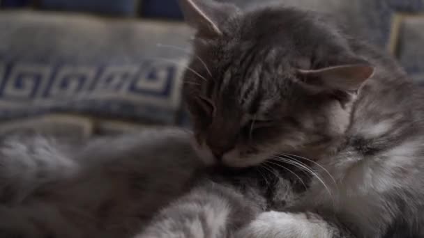 家猫躺在沙发上洗澡的肖像 猫舔自己的特写镜头 躺在沙发上 — 图库视频影像