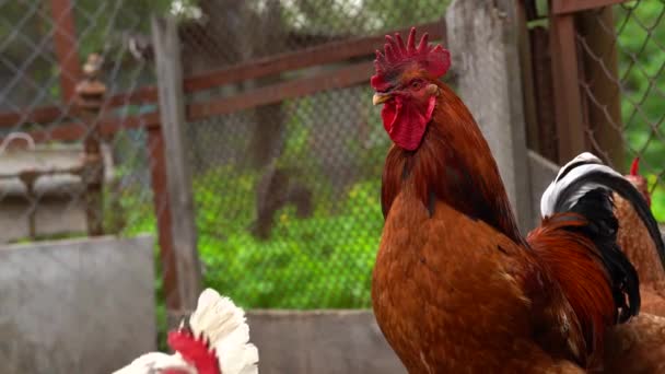 Gros plan du coq adulte dans le enclos. Portrait de coq majestueux en plein air.