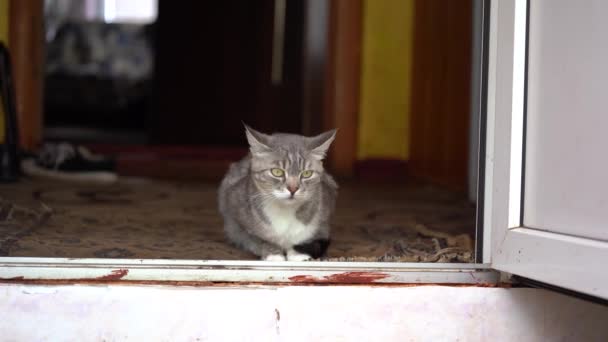 家猫坐在家里的地板上 在房间的地毯上躺着的猫的特写镜头 — 图库视频影像