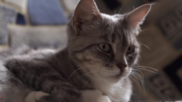 Портрет Домашней Кошки Лежащей Диване Закрыть Киску Сидящую Диване — стоковое видео