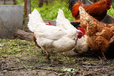 Tavuk ağılda yürüyor. Tavuklar çiftlikteki bir ağılda yürürken tahıl arar