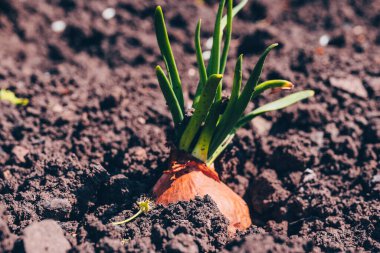 Bahçede soğan yetiştirmeye yakın. Toprakta çiçek açan soğan.