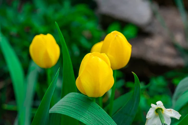 Primer Plano Tulipanes Amarillos Cerrados Sobre Fondo Hojas Verdes Hermosas —  Fotos de Stock