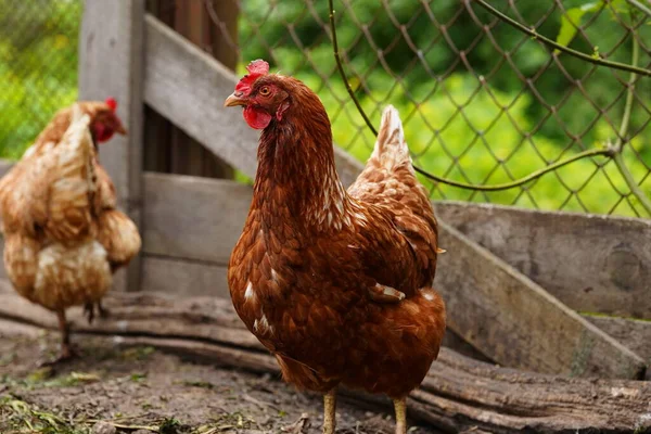 農場でパドックを歩いている間に穀物を探している鶏 — ストック写真