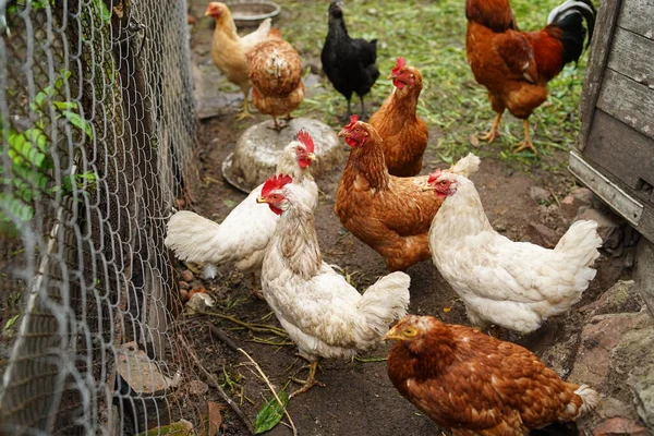 Frango Entra Caneta Galinhas Procuram Grãos Enquanto Caminham Uma Caneta — Fotografia de Stock