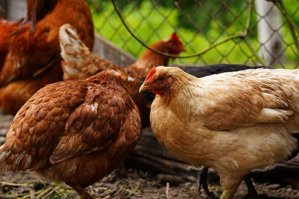 Kuře Chodí Ohradě Kuřata Hledají Obilí Při Chůzi Ohradě Farmě — Stock fotografie