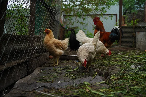 鶏がペンの中を歩く 鶏は農場のペンを歩いている間に穀物を探します — ストック写真