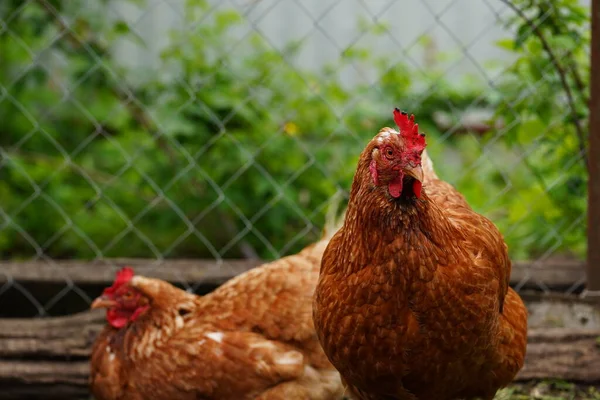 Pollos Que Buscan Granos Mientras Caminan Paddock Granja —  Fotos de Stock