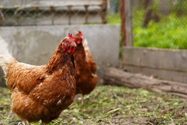 農場でパドックを歩いている間に穀物を探している鶏 — ストック写真