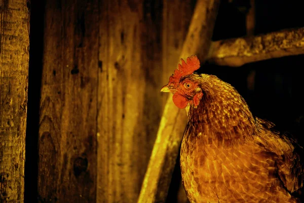 Close Adult Chicken Coop Night — Stock Photo, Image