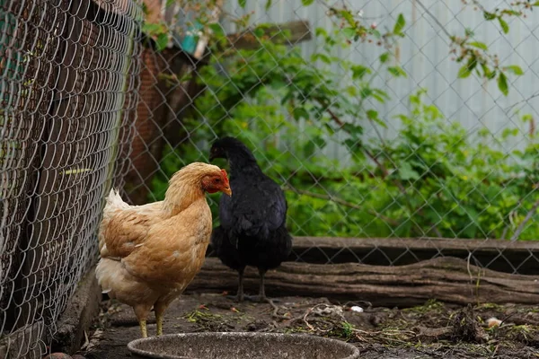 Csirke Besétál Ketrecbe Csirkék Gabonát Keresnek Miközben Egy Karámban Sétálnak — Stock Fotó