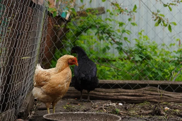 Frango Entra Caneta Galinhas Procuram Grãos Enquanto Caminham Uma Caneta — Fotografia de Stock