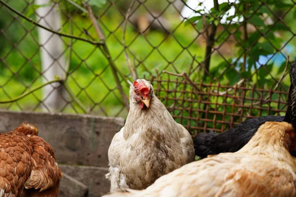 Pollo Camina Corral Pollos Buscan Grano Mientras Caminan Corral Una —  Fotos de Stock