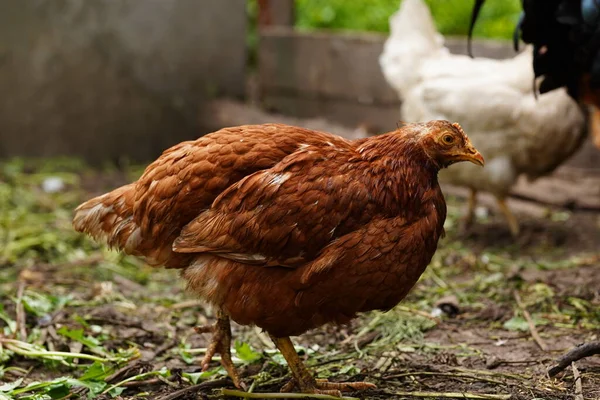 Frango Entra Caneta Galinhas Procuram Grãos Enquanto Caminham Uma Caneta — Fotografia de Stock