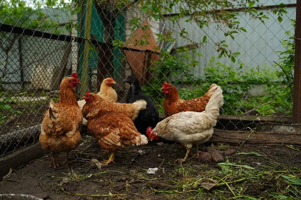 小鸡在笔下散步 小鸡在农场边走边找谷物 — 图库照片